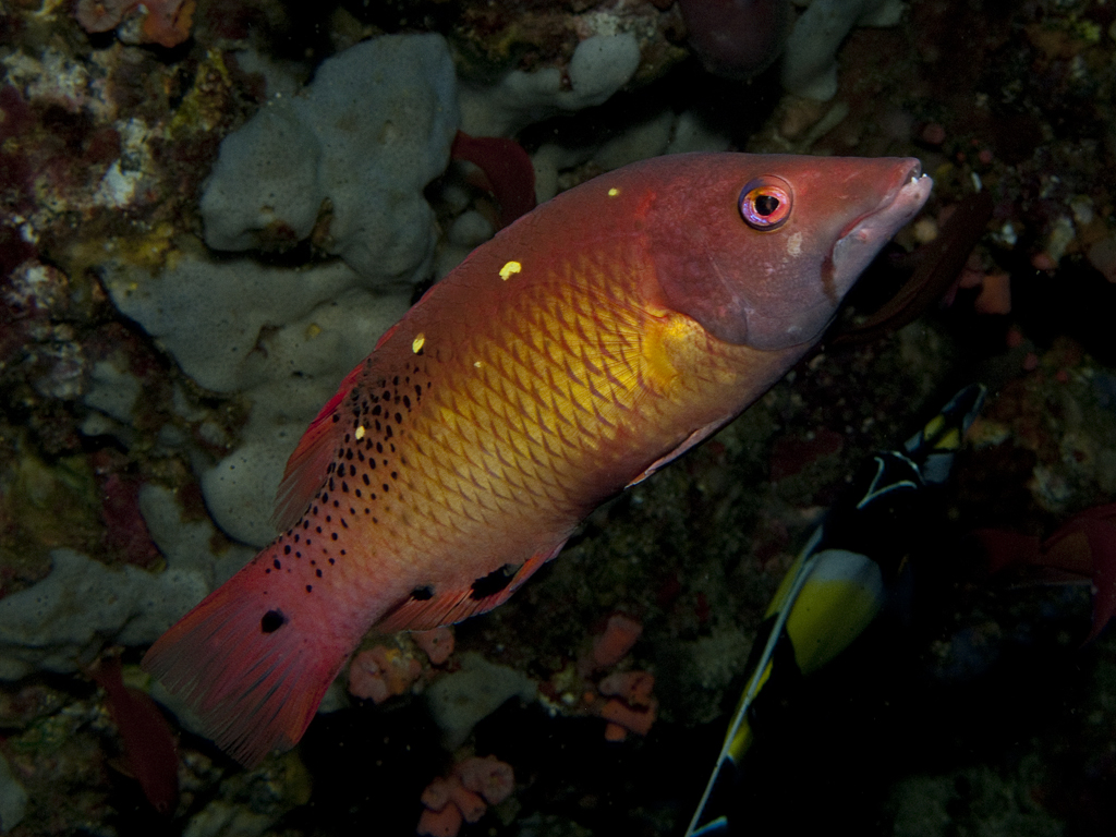 Bodianus diana