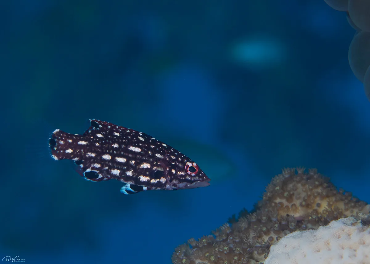 Diana's Hogfish - Bodianus diana