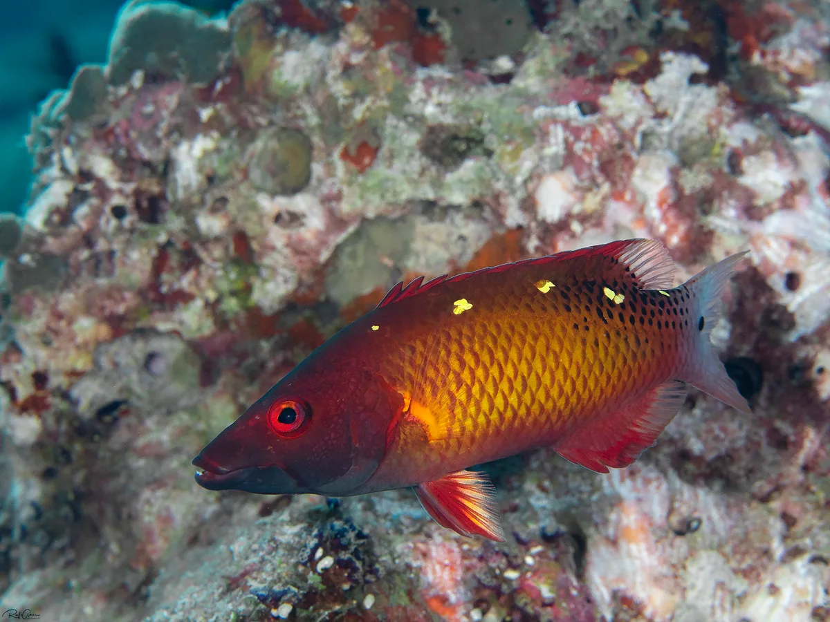 Diana's Hogfish - Bodianus diana