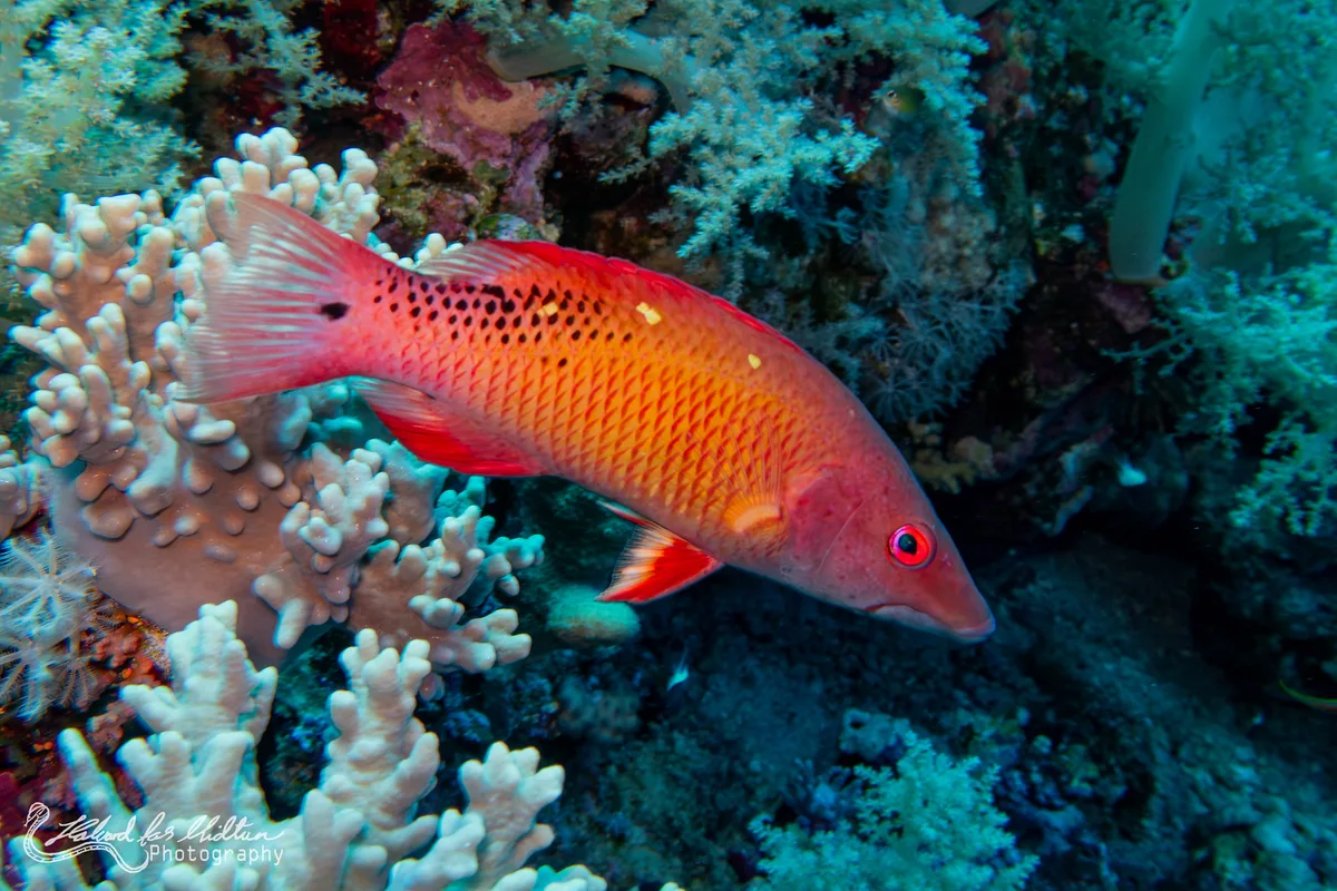 Bodianus diana (Diana's Hogfish)