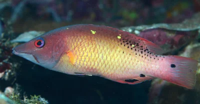 Bodianus diana 13 5015