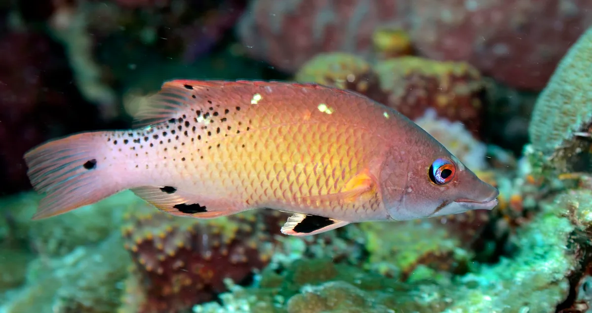 Bodianus diana 14 8340