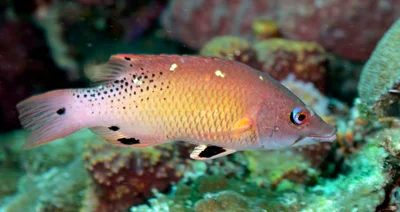 Bodianus diana 14 8340