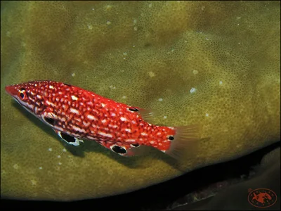 Diana's Hogfish (Bodianus diana)