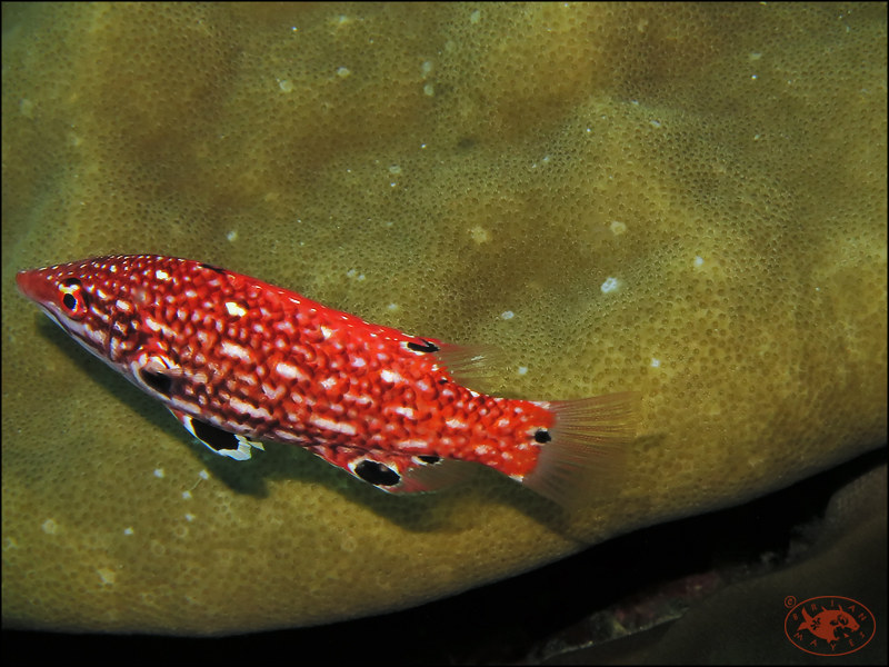 Diana's Hogfish (Bodianus diana)