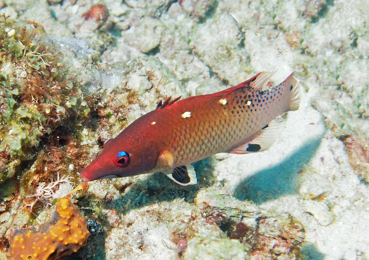 P5040083-hogfish-bodianus-diana