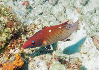 P5040083-hogfish-bodianus-diana