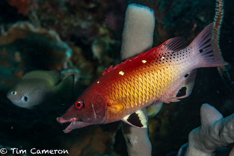 IMG_9652-Diving-120818-Diana's hogfish- Bodianus diana.jpg