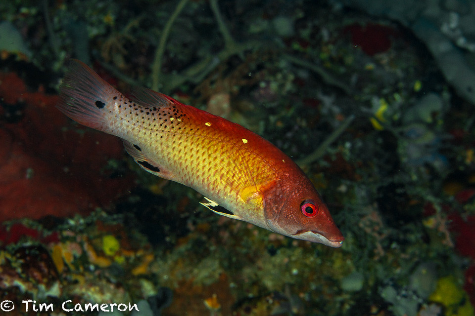 IMG_8561-Diving-040818-Diana's hogfish- Bodianus diana, Leyte.jpg