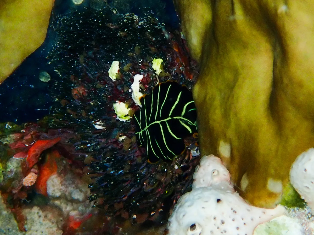 Divided Flatworm