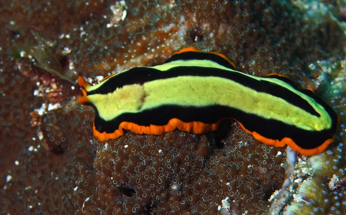 Pseudoceros dimidiatus