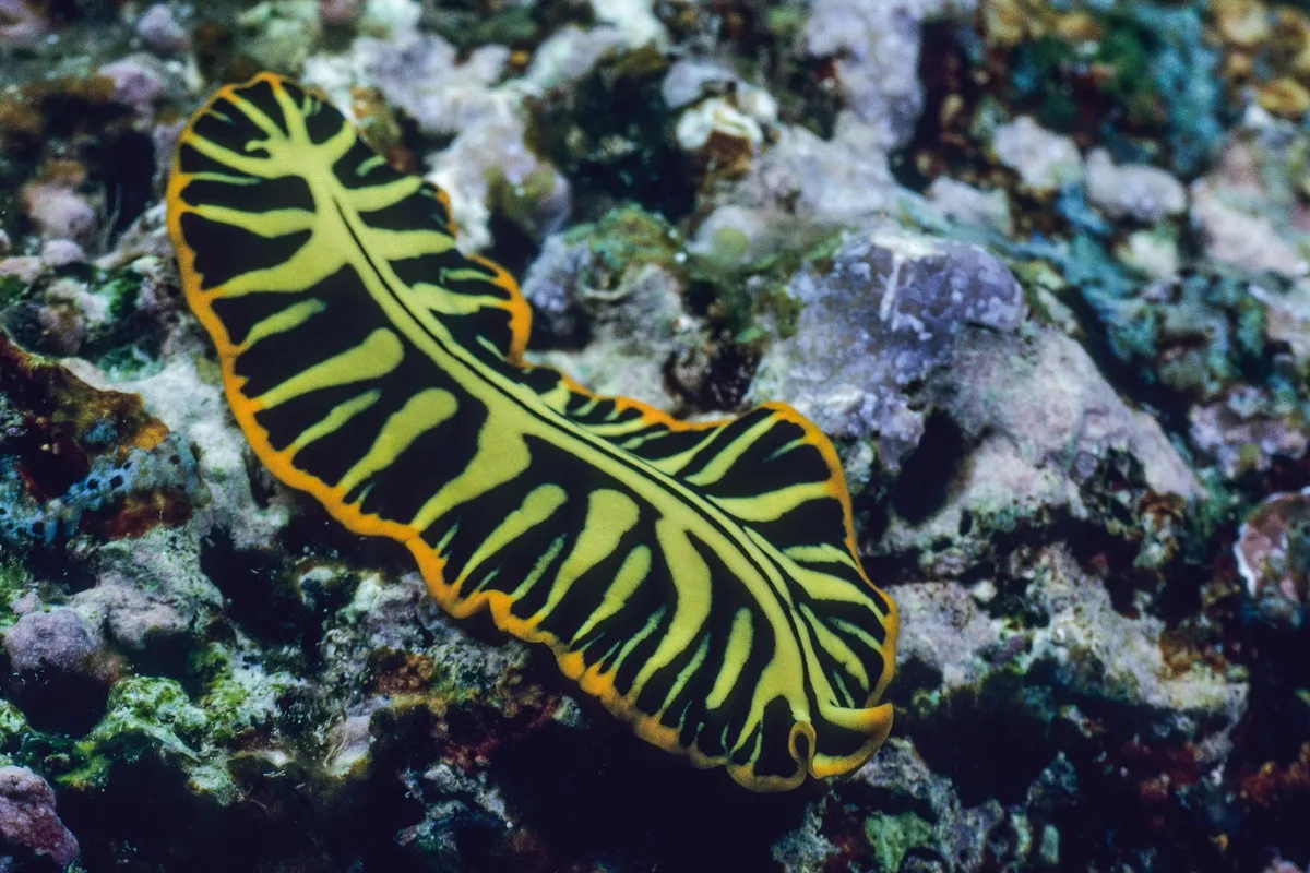 Pseudoceros dimidiatus