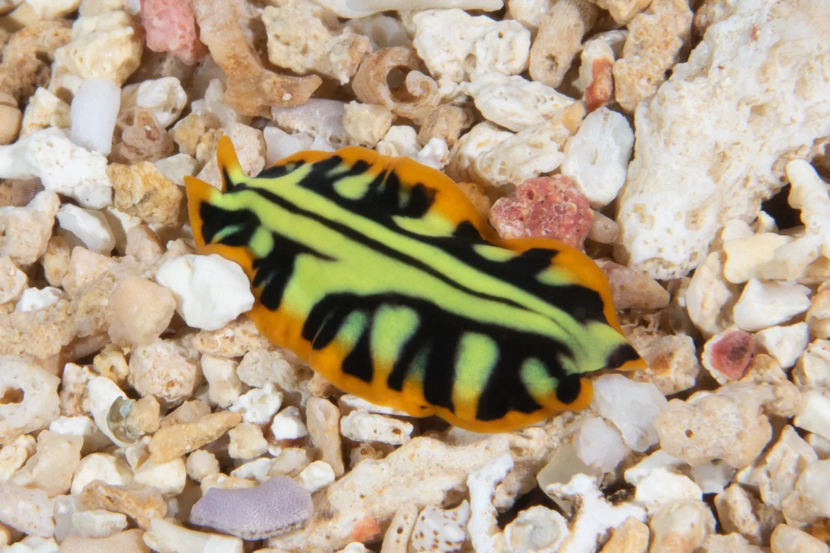 Tiger Flatworm