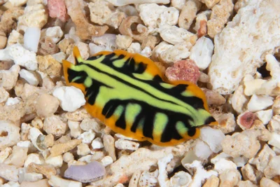 Tiger Flatworm