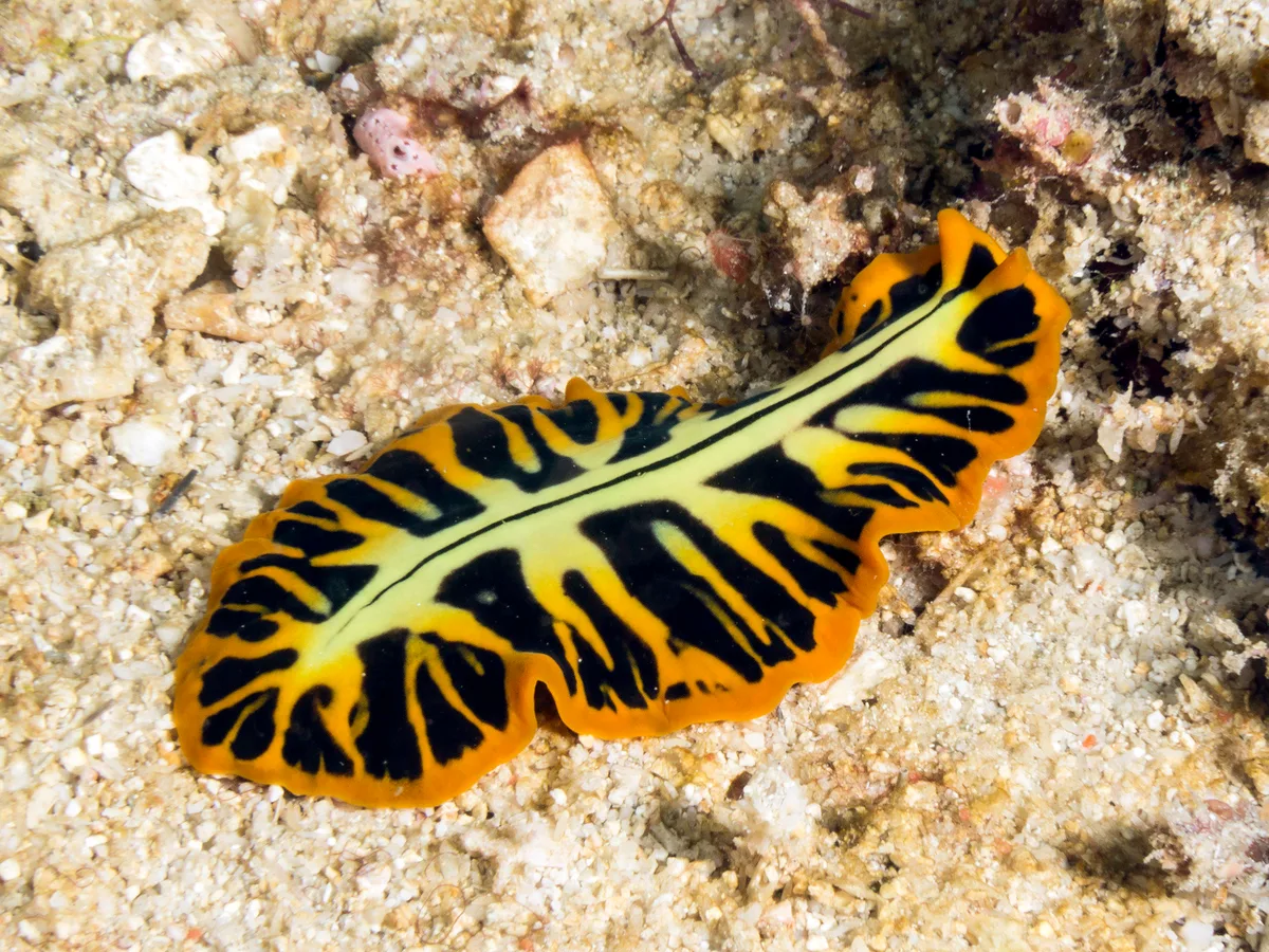Pseudoceros dimidiatus -102