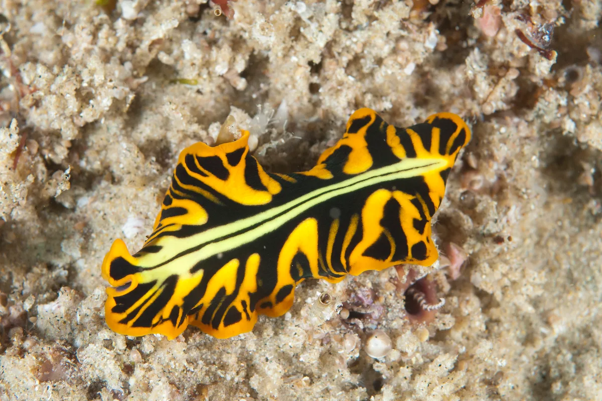 Divided flatworm swimming away (Pseudoceros dimidiatus)