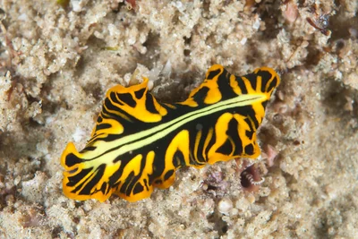 Divided flatworm swimming away (Pseudoceros dimidiatus)