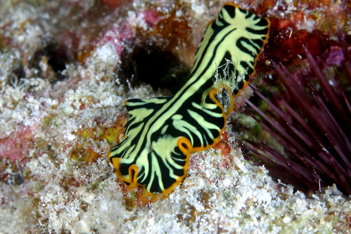 Flatworm at Midway