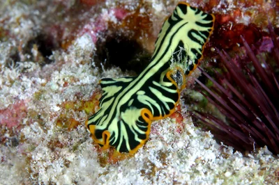 Flatworm at Midway