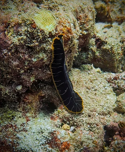 Divided Flatworm