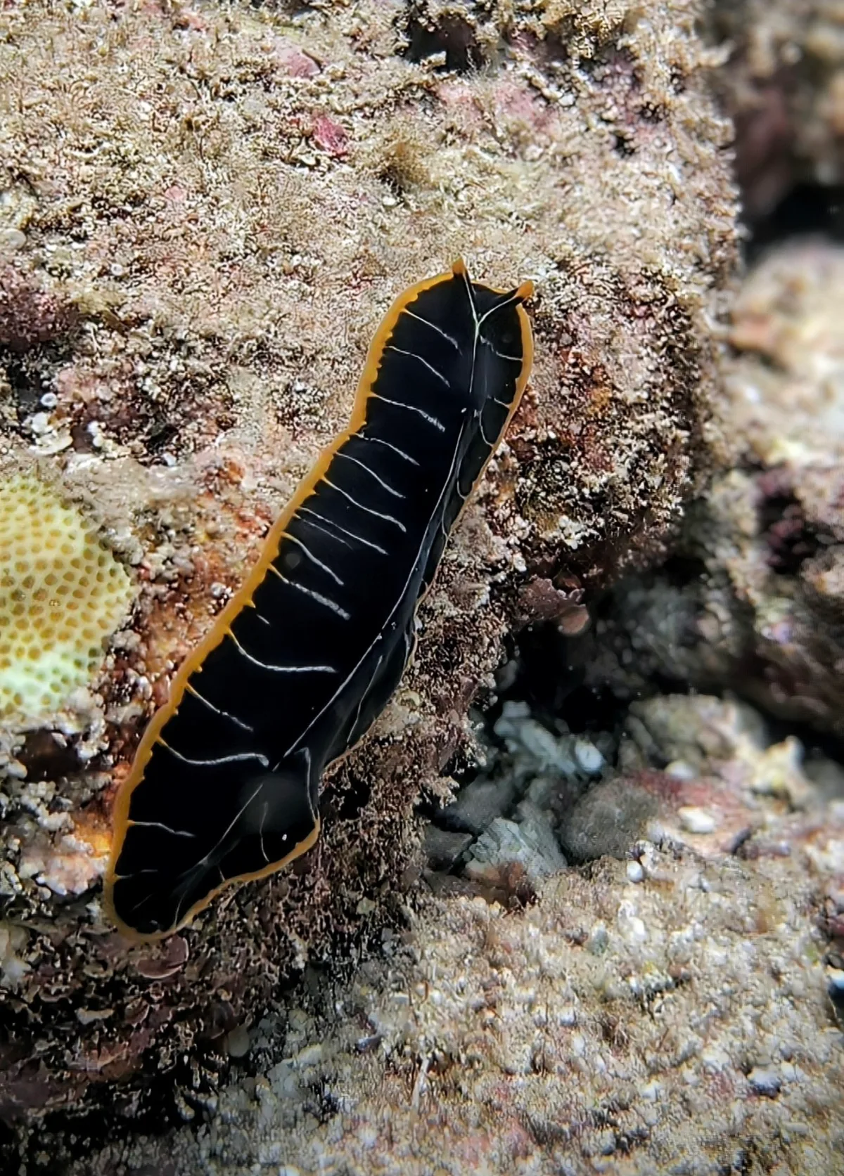 Divided Flatworm