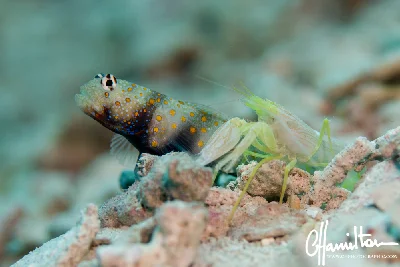 Djeddah Snapping Shrimp