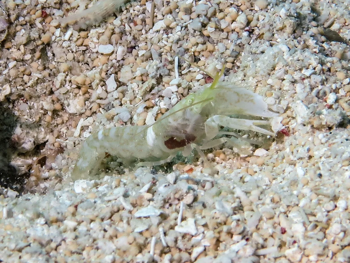 Alpheus djeddensis - Norman Reef, QLD
