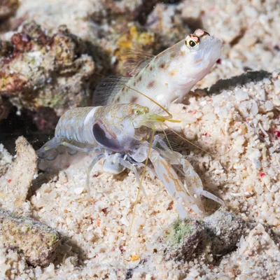 Alpheus djeddensis - Tongo Point Rd, Moalboal, 6032 Cebu, Philippines
