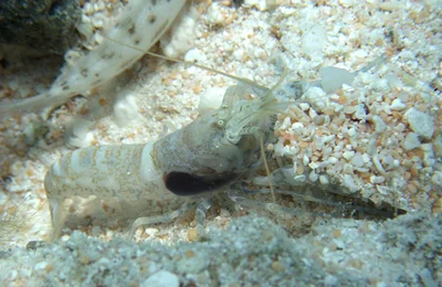 Alpheus djeddensis - Îles Tuamotu-Gambier, PF