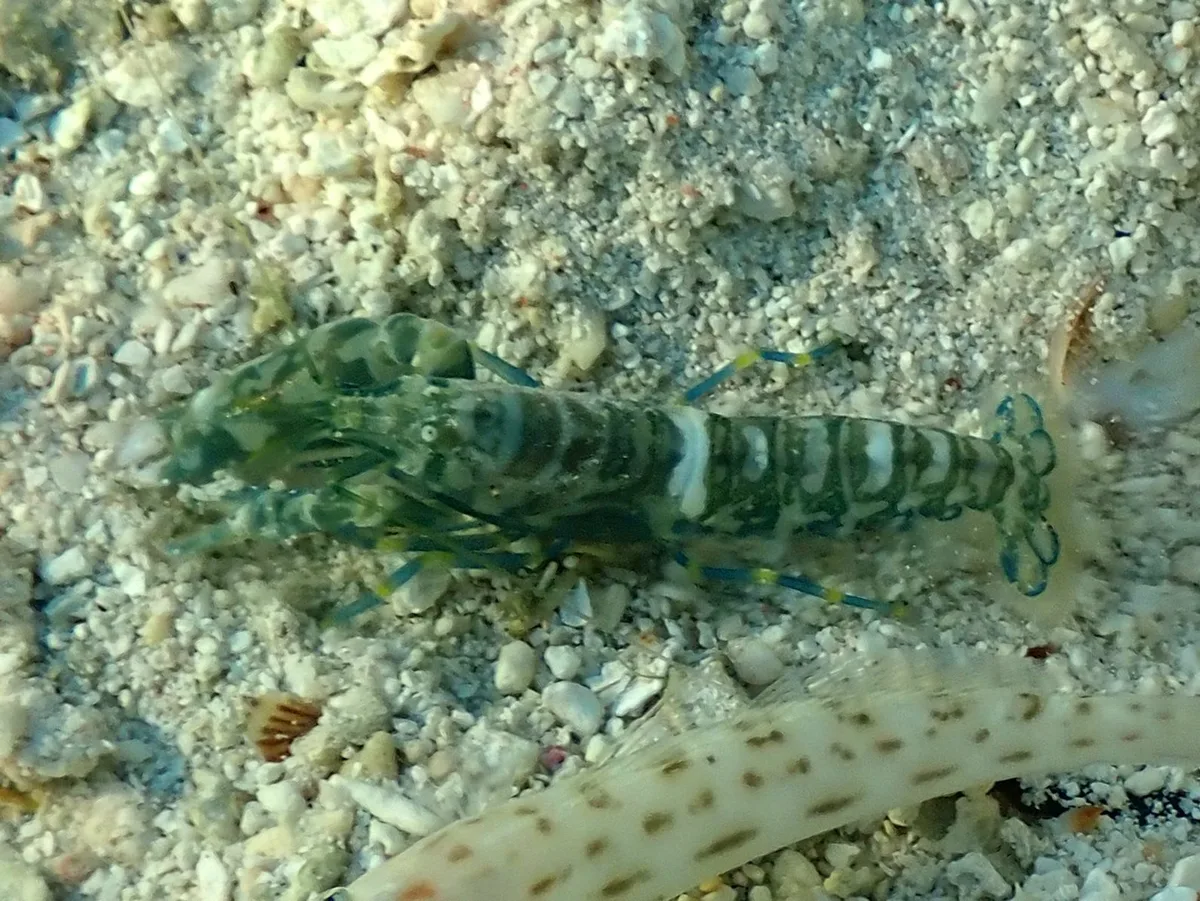Alpheus djeddensis - Western Division, Fiji