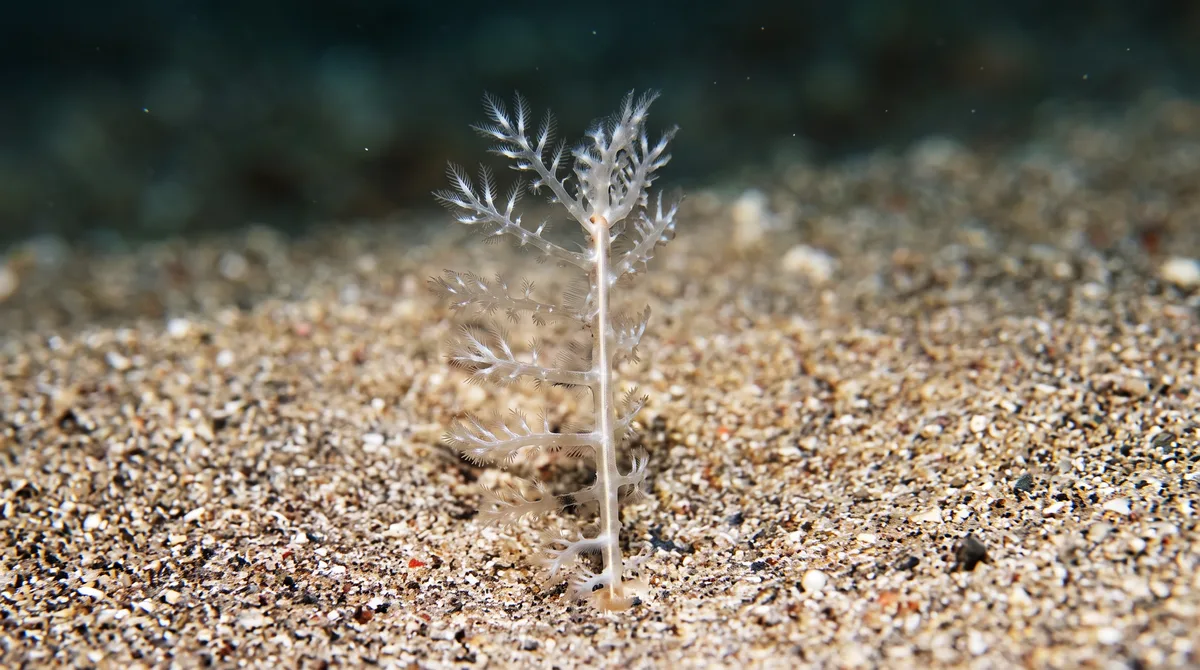 Djibouti Sea Pen