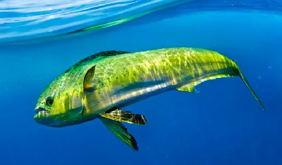 Dolphinfish