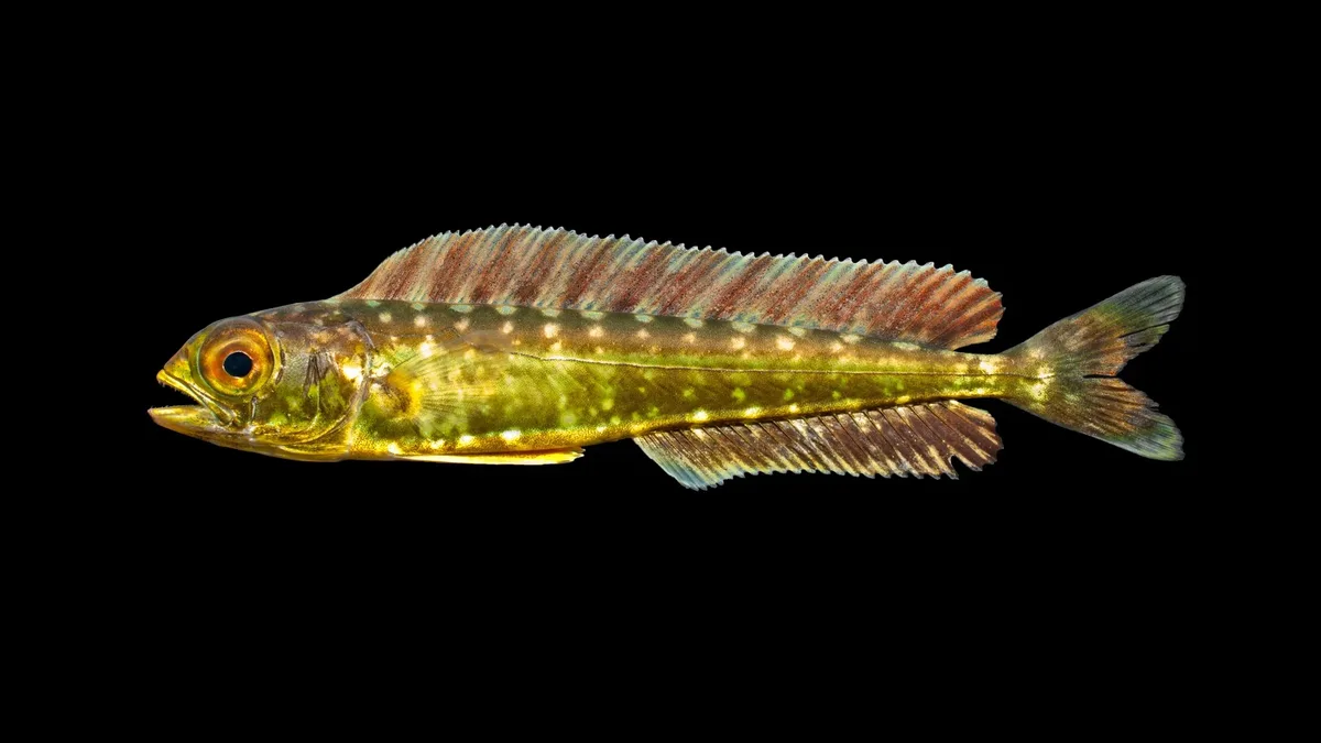 Dolphinfish