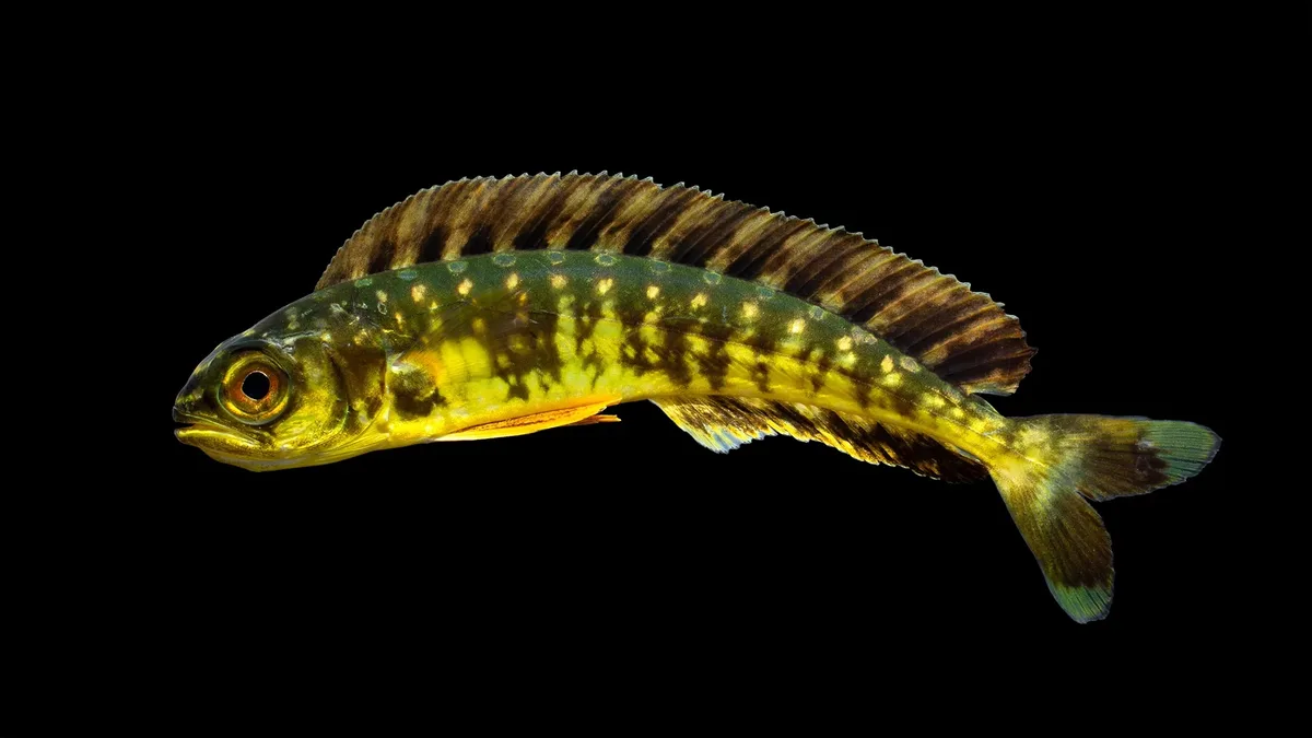 Dolphinfish