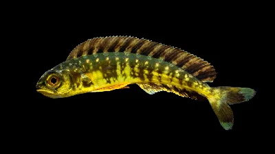 Dolphinfish