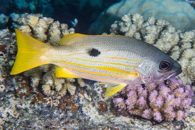 Ehrenberg's snapper - Lutjanus ehrenbergii