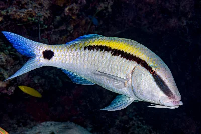 Dotdash goatfish