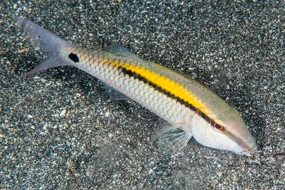 Dash-dot Goatfish with yellow stripe - Parupeneus barberinus