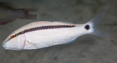 Dash-dot Goatfish, white phase - Parupeneus barberinus