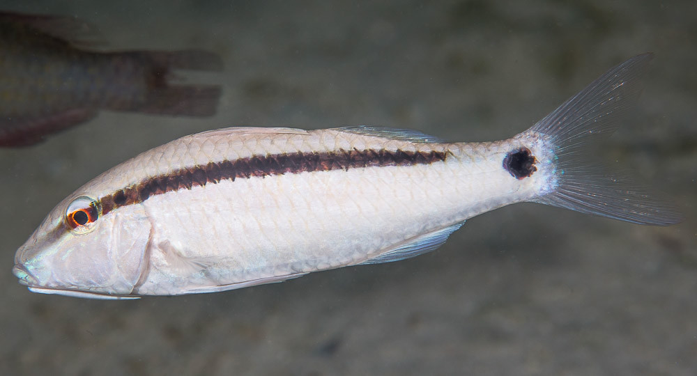 Dash-dot Goatfish, white phase - Parupeneus barberinus