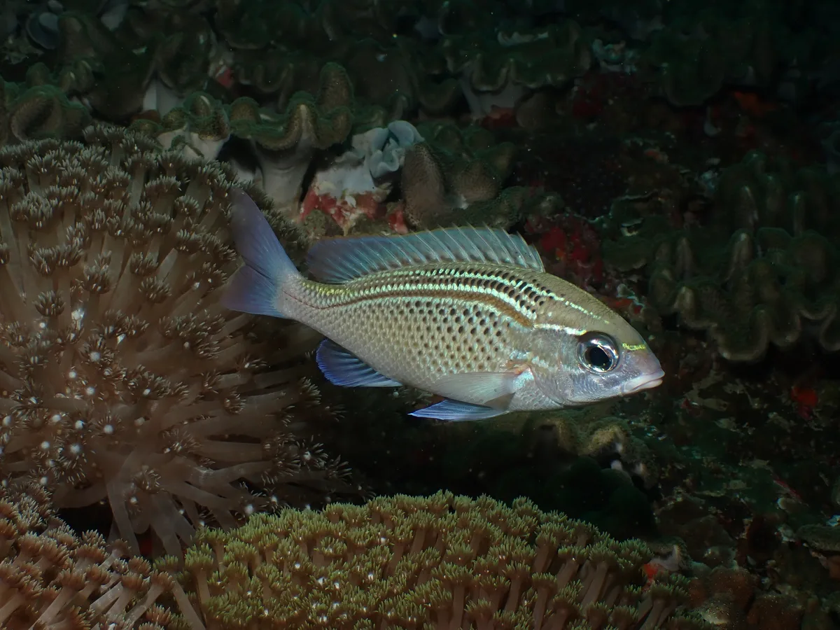 Scolopsis ghanam - Gulf of Oman, OM