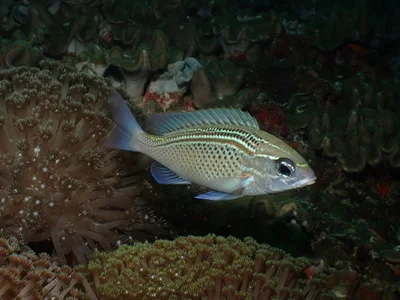 Scolopsis ghanam - Gulf of Oman, OM