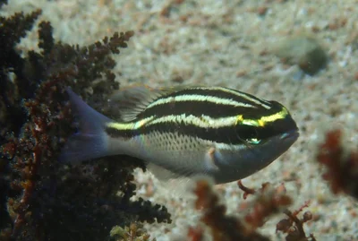 Scolopsis ghanam - Dahab, South Sinai Governorate, Egypt