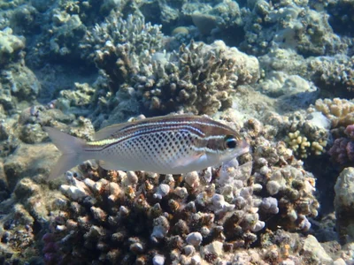 Scolopsis ghanam - Fort Arabesque, Hurghada, Red Sea Governorate, Egypt