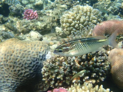 Scolopsis ghanam - Fort Arabesque, Hurghada, Red Sea Governorate, Egypt