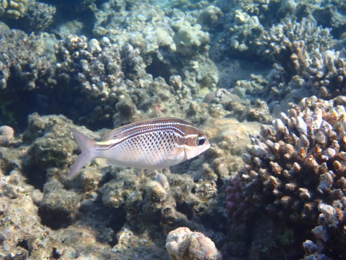 Scolopsis ghanam - Fort Arabesque, Hurghada, Red Sea Governorate, Egypt