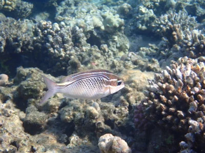 Scolopsis ghanam - Fort Arabesque, Hurghada, Red Sea Governorate, Egypt