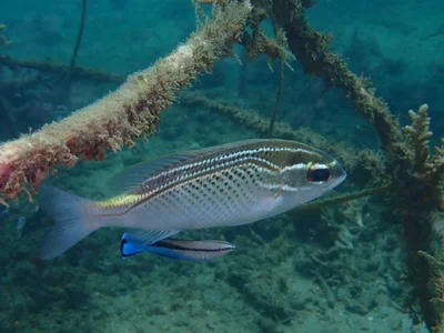 Scolopsis ghanam - Wasini Channel, Kenya