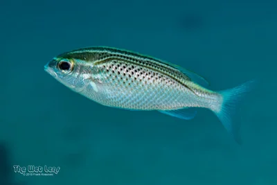 Scolopsis ghanam - Marsa 'Alam, Al Bahr al Ahmar, Egypt