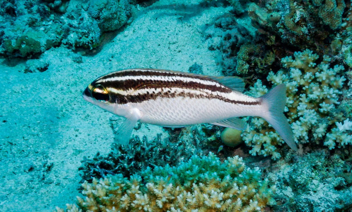 Scolopsis ghanam - Abu Nugar, Egypt